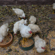 Illustration for article titled Know Your Worth: 5 Reasons To Hold Out For A Woman With More Chickens In Her Dowry
